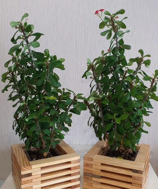 ART.W.AW70130  - وحدة زرع